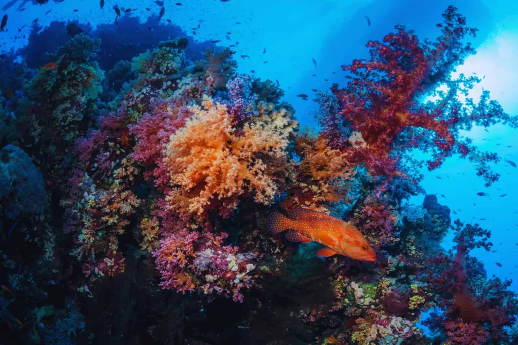 All Inclusive Adults Only Resorts In Aruba Finger Reef