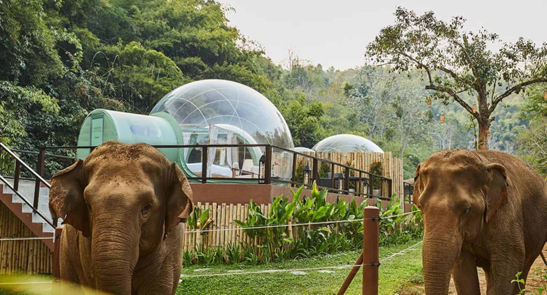 Anantara Golden Triangle Elephant Camp Jungle Bubbles
