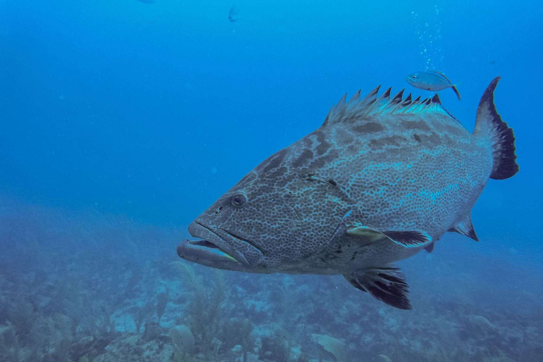 Cayo Espanto A Private Island Belize Fish