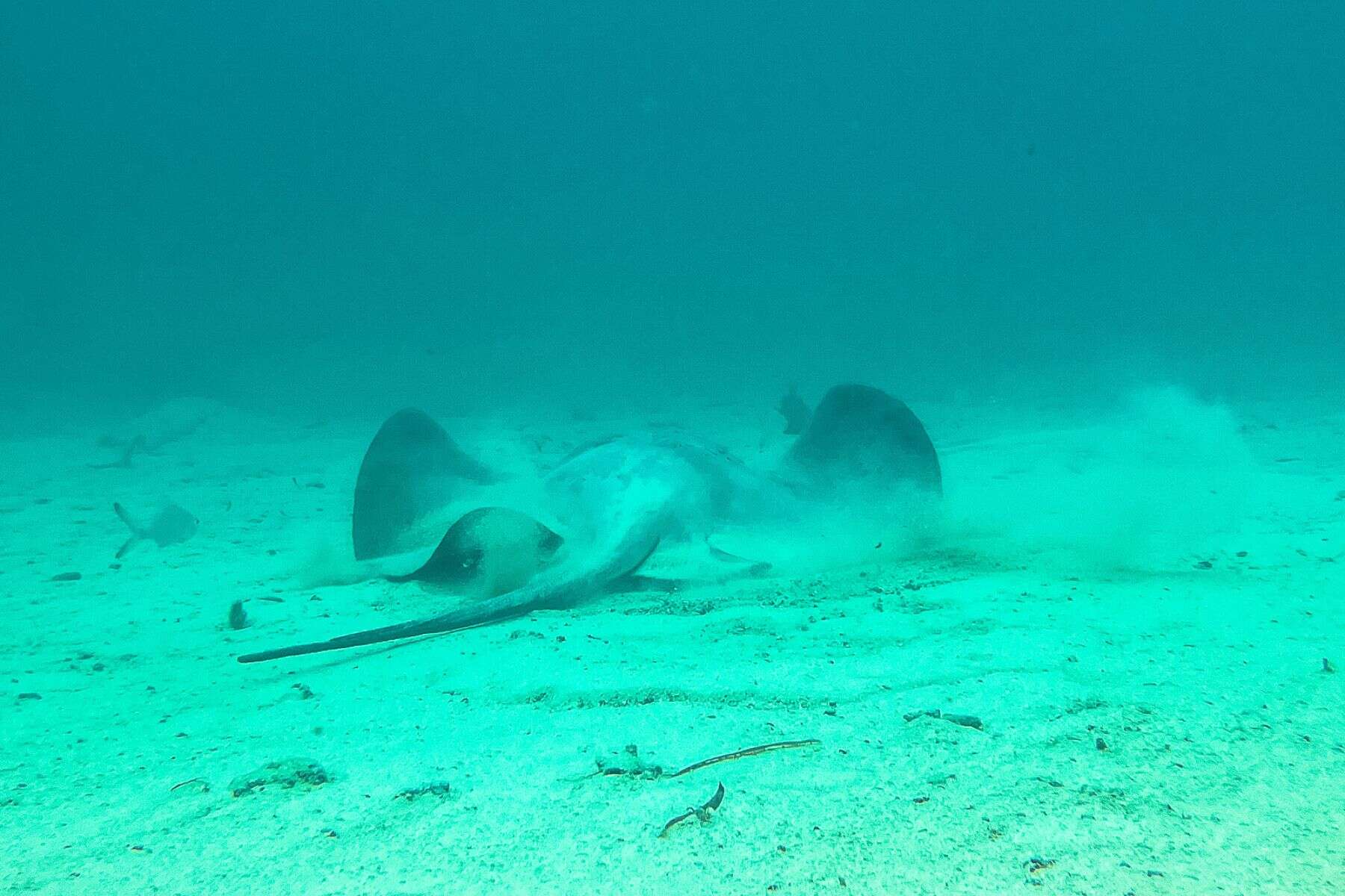 Cayo Espanto A Private Island Belize Manta Ray
