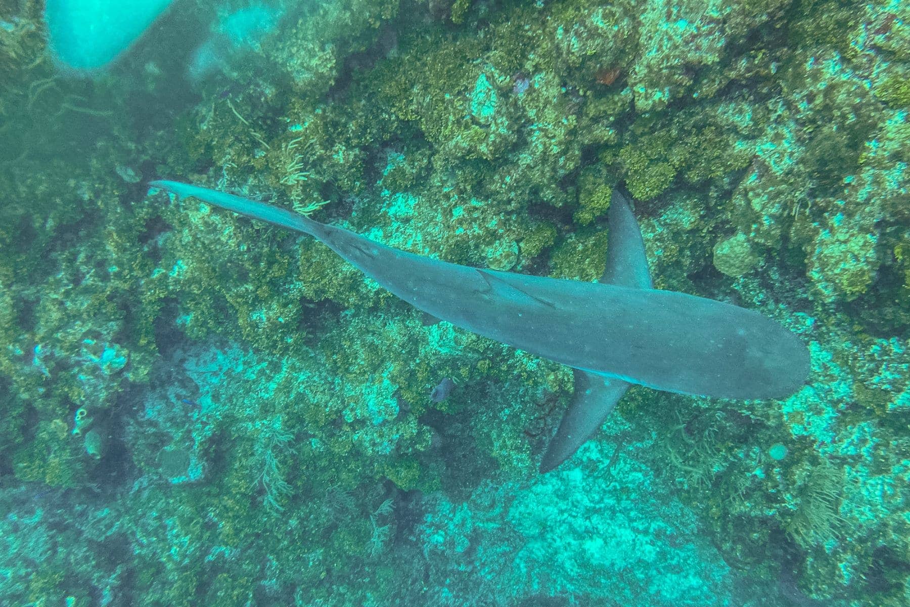 Cayo Espanto A Private Island Belize Shark