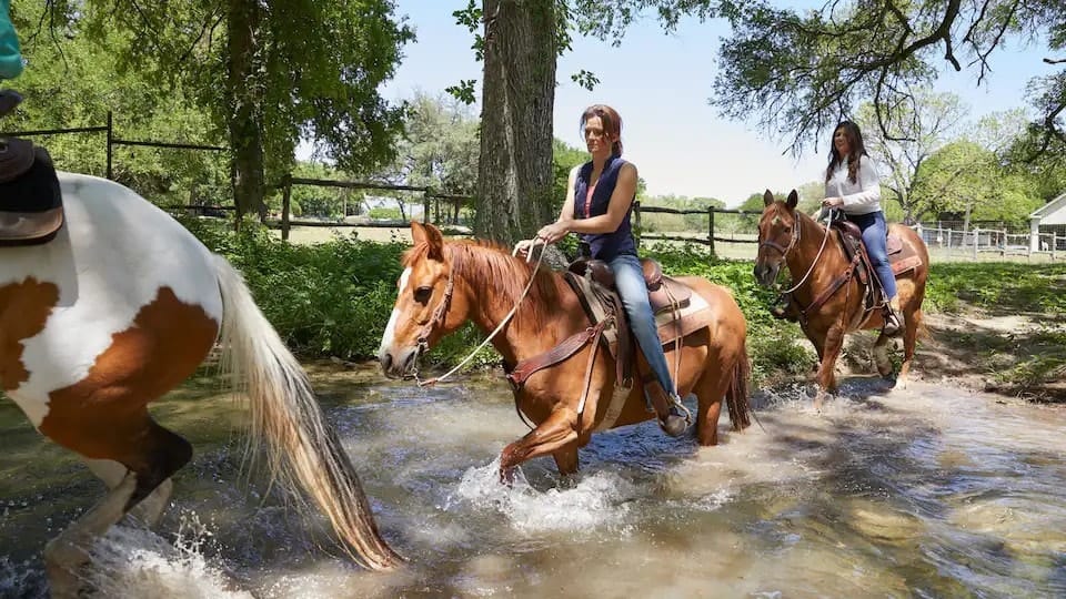 Miraval Austin Resort And Spa Horses Treading Water