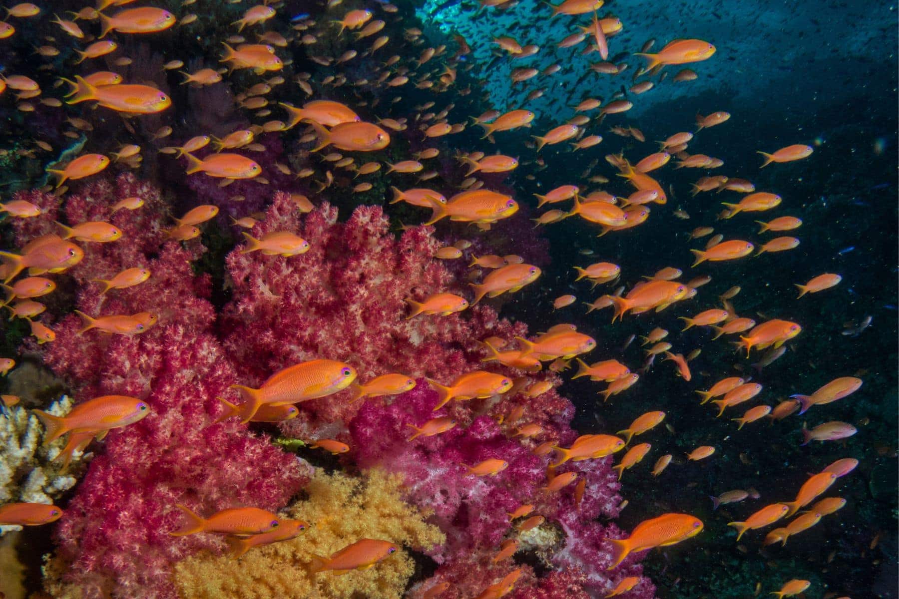 Snorkeling And Scuba Diving